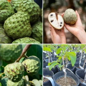 Cherimoya Tree Annona Sugar Apple Plant, 2 Feet Tall, Custard Apple Tree Live Plant, Sugar Apple Seedling