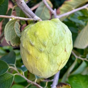 Cherimoya Tree Annona Sugar Apple Plant, 2 Feet Tall, Custard Apple Tree Live Plant, Sugar Apple Seedling