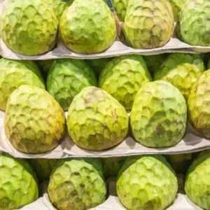 Cherimoya Sugar Apple Tree, 2 Feet Tall Live Custard Apple Plant, Easy Care and Growth, Sugar Apple Gardens