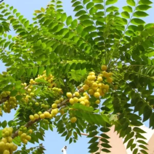 Amla Gooseberry Tree Live Plant, 2-3 Feet, In 3 Gallon Pot, Indian Gooseberry Plant Live, Amla Berry Tree