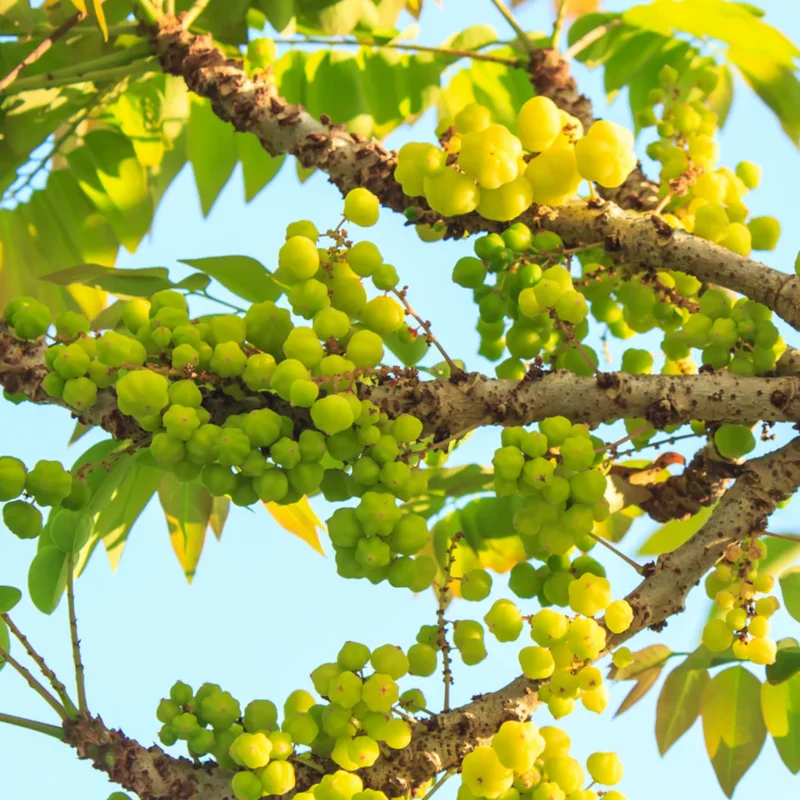 Amla Gooseberry Tree Live Plant, 2-3 Feet, In 3 Gallon Pot, Indian Gooseberry Plant Live, Amla Berry Tree