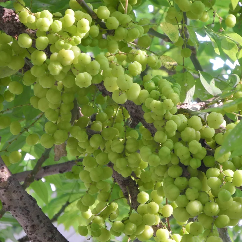Amla Gooseberry Tree - 2-3 Feet Tall - Indian Gooseberry Plant Live in 3 Gallon Pot, Amla Berry Tree for Home Garden