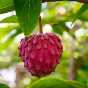 Atemoya Sugar Apple Tree, 2-3 Feet Tall Live Custard Apple Plant, In Gallon Pot, Sugar Apple Gardens