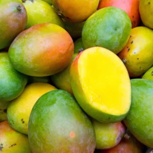 Mailika Grafted Mango Tree Live Plant, 1.5-3 Ft Tall, Mango Tree Plant in Gallon Pot for Outdoor Planting