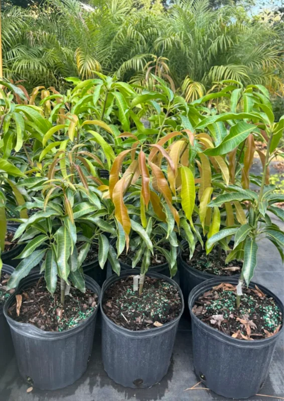 Mailika Grafted Mango Tree Live Plant, 1.5-3 Ft Tall, Mango Tree Plant in Gallon Pot for Outdoor Planting