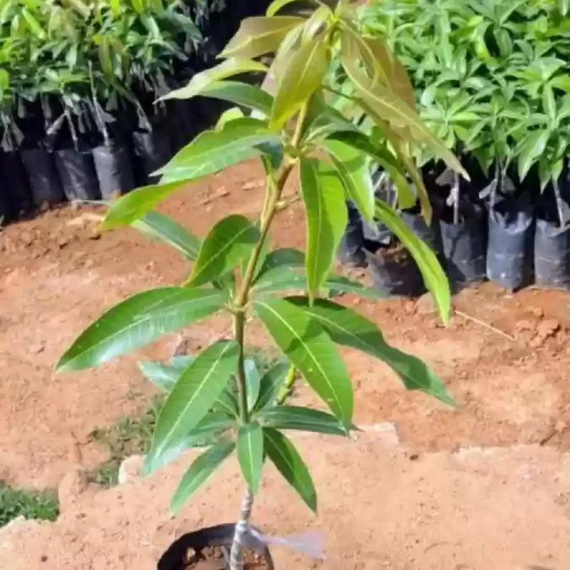 Mailika Grafted Mango Tree Live Plant, 1.5-3 Ft Tall, Mango Tree Plant in Gallon Pot for Outdoor Planting