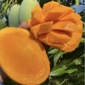 Sweet Tart Live Grafted Mango Tree, 1.5-3 Ft Tall, Mango Fruit Tree in Gallon Pot for Home Garden