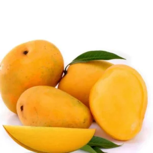 Valencia Pride Tropical Mango Tree Grafted, 1.5-3 Ft, Mango Fruit Tree, Come In Gallon Pot