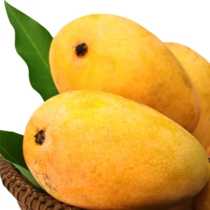 Valencia Pride Tropical Mango Tree Grafted, 1.5-3 Ft, Mango Fruit Tree, Come In Gallon Pot