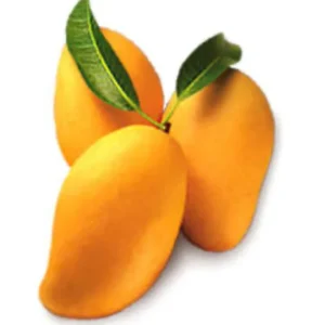 Dwarf Grafted Mango Tree for Planting, 1.5-3 Ft Tall in Gallon Pot, Fruit in 1-2 Years