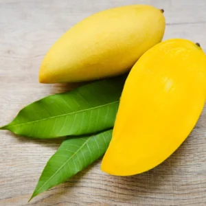 Alphonso Mango Tree Grafted 1.5-3 Ft in Gallon Pot Live Plant, Tropical Fruit Tree Mango