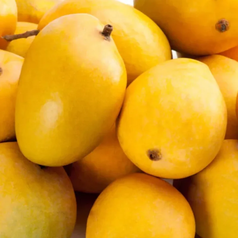 Cotton Candy Grafted Mango Live Tree, 1.5-3 Ft, Tropical Fruit Plant in Gallon Pot, Full Sun