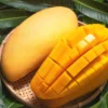 1.5-3 Ft Kent Grafted Mango Tree in Gallon Pot, Live Tropical Fruit Tree Mango Plant