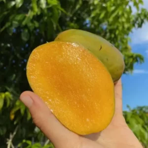 1.5-3 Ft Kent Grafted Mango Tree in Gallon Pot, Live Tropical Fruit Tree Mango Plant