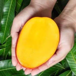 Carrie Tropical Grafted Mango Tree, 1.5-3 Ft, Gallon Pot, Mango Tree Live Plant