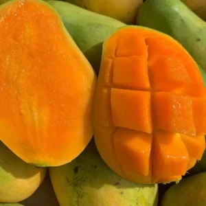 Carrie Tropical Grafted Mango Tree, 1.5-3 Ft, Gallon Pot, Mango Tree Live Plant