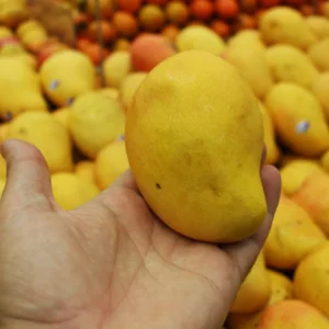 Haden Live Grafted Mango Plant, 1.5-3 Feet in Gallon Pot, Mango Tree Live Plant