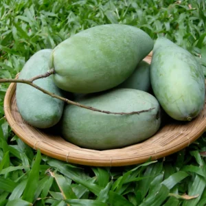 Glenn Grafted Mango Tree, 1.5-3 Ft Tall, Gallon Pot Live Plant for Home Garden Planting