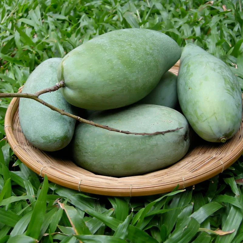 Glenn Grafted Mango Tree, 1.5-3 Ft Tall, Gallon Pot Live Plant for Home Garden Planting