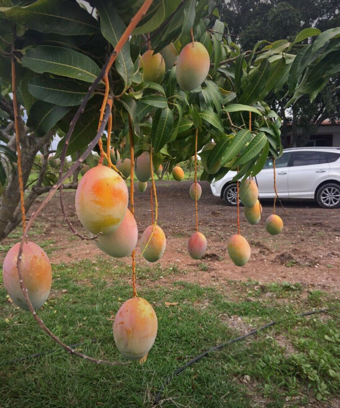 Pram Kai Mea Mango Tree Live Plant Grafted, 2 to 3 Feet Tall in 3 Gallon Pot, Ready to Bear Fruit in 1 Year, No CA, HI, PR, GU, AK