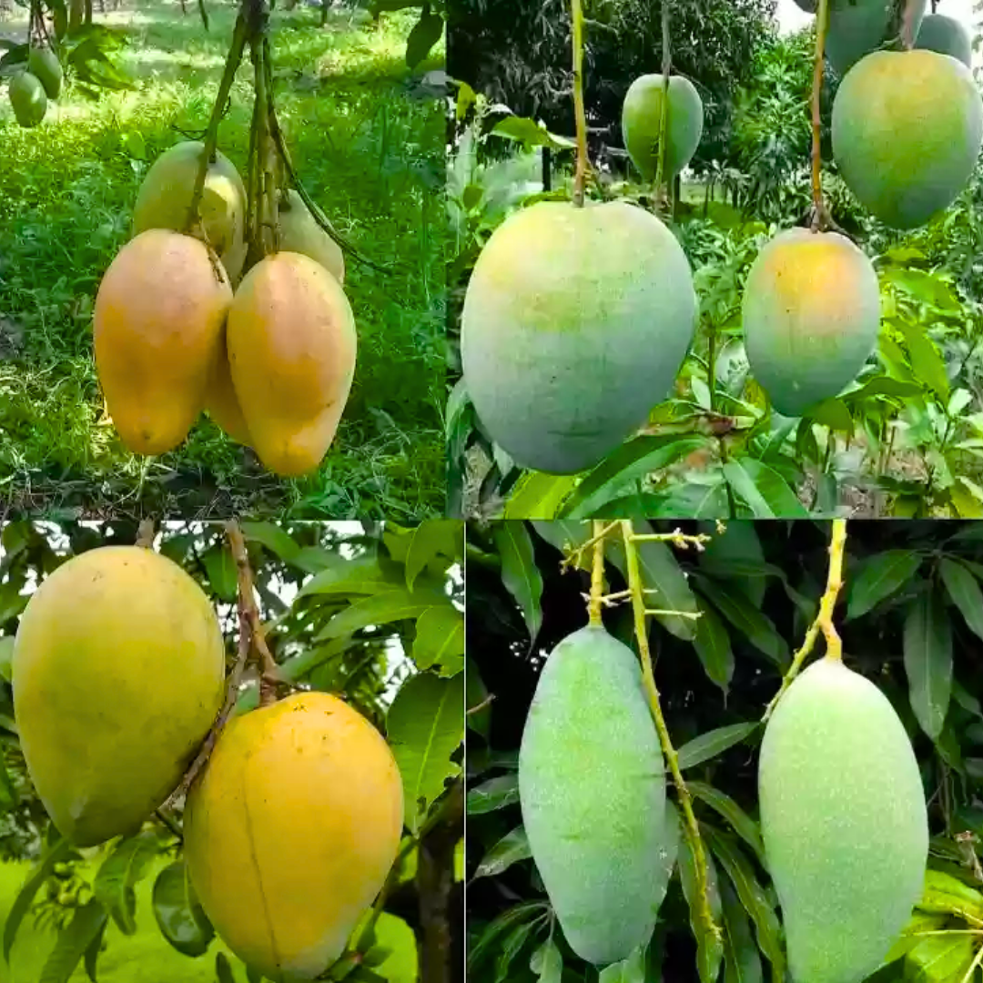 Mahachanok Mango Tree Live Plant Grafted, 2 to 3 Feet Tall in 3 Gallon Pot, Ready to Bear Fruit in 1 Year, Thai Mahachanok Mango, No CA, HI, PR, GU, AK