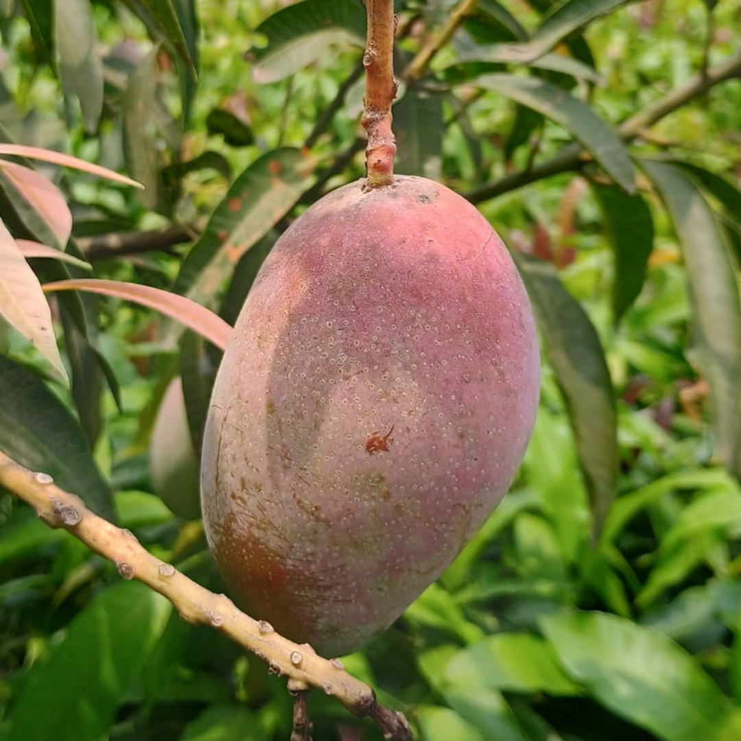 Large Tebow Mango Tree Live Plant Grafted, 2 to 3 Feet Tall in 3 Gallon Pot, Ready to Bear Fruit in 1 Year, No CA, HI, PR, GU, AK