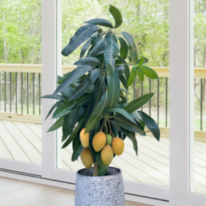 Sweet Mango Tree Live Plant, Live Yellow Mango Tree Plant, 5 to 10 Inc Mango Live Plant for Growing Outside