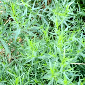 3 French Tarragon Plants Live, Fresh Tarragon Starter Plugs for Culinary Herb Gardens, Hardy Tarragon Mint