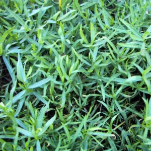 3 French Tarragon Plants Live, Fresh Tarragon Starter Plugs for Culinary Herb Gardens, Hardy Tarragon Mint