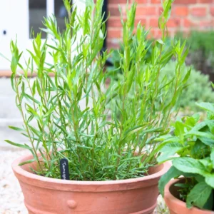 2 French Tarragon Plants Live, Tarragon Live Plugs Starter Plants, Tarragon Mint Herbs