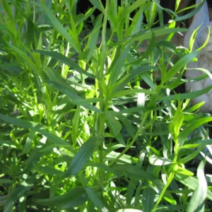 2 French Tarragon Plants Live, Tarragon Live Plugs Starter Plants, Tarragon Mint Herbs
