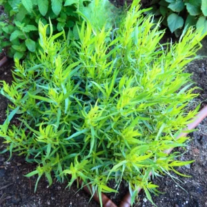 2 French Tarragon Plants Live, Tarragon Live Plugs Starter Plants, Tarragon Mint Herbs