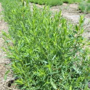 2 French Tarragon Plants Live, Tarragon Live Plugs Starter Plants, Tarragon Mint Herbs