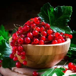 Currant Bush Live Fully Rooted, 10-16 Inches Tall, Black Currant Plant, Sweet Black Berries Tree