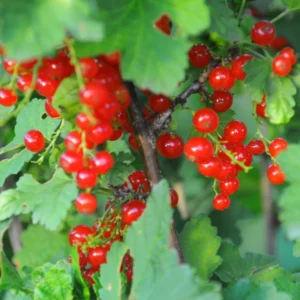 Currant Plant Live Fully Rooted 12-18 Inch Tall, Delicious Currant Red Berries Bush