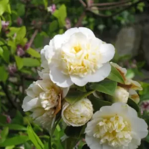 Camellia Live Plant in 4in Pot, Cold Hardy Flowering Shrub, Year-Round Blooms Camellia Tree Plant Bush