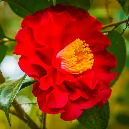 Camellia Live Plant in 4in Pot, Cold Hardy Flowering Shrub, Year-Round Blooms Camellia Tree Plant Bush