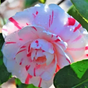 Camellia Live Plant in 4in Pot, Cold Hardy Flowering Shrub, Year-Round Blooms Camellia Tree Plant Bush