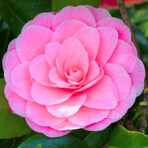 Camellia Live Plant in 4in Pot, Cold Hardy Flowering Shrub, Year-Round Blooms Camellia Tree Plant Bush
