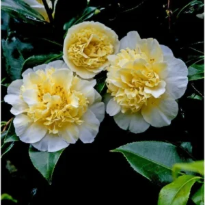 Camellia Live Plant in 4in Pot, Cold Hardy Flowering Shrub, Year-Round Blooms Camellia Tree Plant Bush