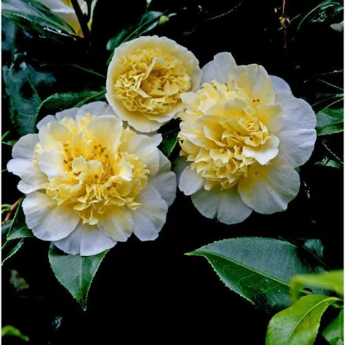 Camellia Live Plant in 4in Pot, Cold Hardy Flowering Shrub, Year-Round Blooms Camellia Tree Plant Bush