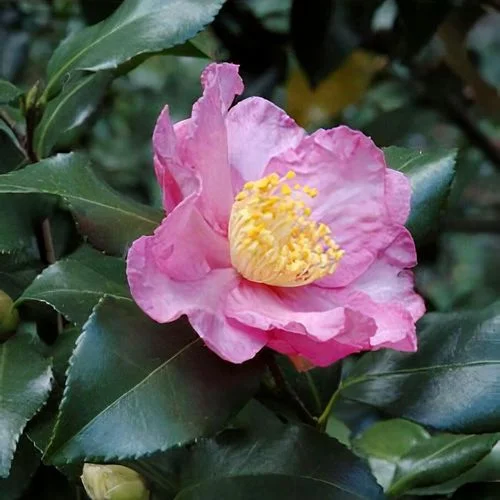 Camellia Live Plant in 4in Pot, Cold Hardy Flowering Shrub, Year-Round Blooms Camellia Tree Plant Bush