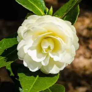 Camellia Live Plant in 4in Pot, Cold Hardy Flowering Shrub, Year-Round Blooms Camellia Tree Plant Bush
