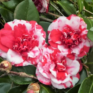 Camellia Live Plant in 4in Pot, Cold Hardy Flowering Shrub, Year-Round Blooms Camellia Tree Plant Bush