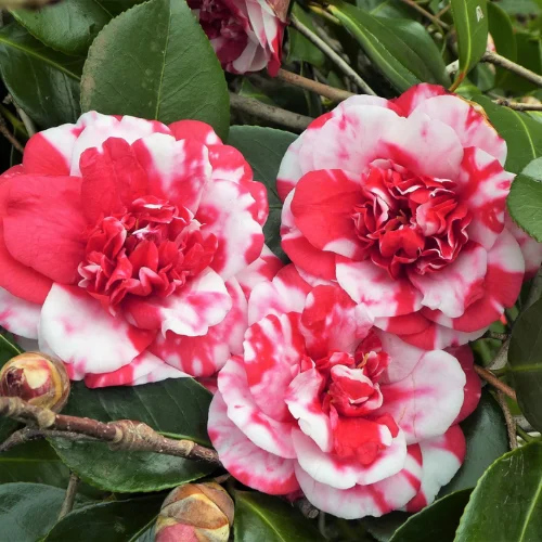 Camellia Live Plant in 4in Pot, Cold Hardy Flowering Shrub, Year-Round Blooms Camellia Tree Plant Bush