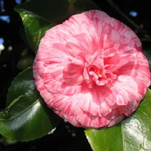 Camellia Live Plant in 4in Pot, Cold Hardy Flowering Shrub, Year-Round Blooms Camellia Tree Plant Bush