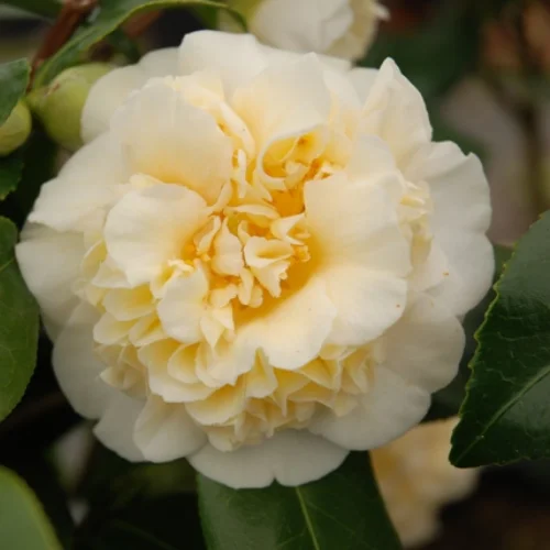 Camellia Live Plant in 4in Pot, Cold Hardy Flowering Shrub, Year-Round Blooms Camellia Tree Plant Bush