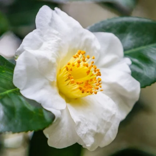 Camellia Live Plant in 4in Pot, Cold Hardy Flowering Shrub, Year-Round Blooms Camellia Tree Plant Bush