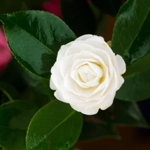 Camellia Live Plant in 4in Pot, Cold Hardy Flowering Shrub, Year-Round Blooms Camellia Tree Plant Bush