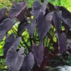 Taro 'Black Magic' Colocasia Esculenta - Live Aquatic Marginal Starter Plant for Water Gardens, Ponds and Aquascapes